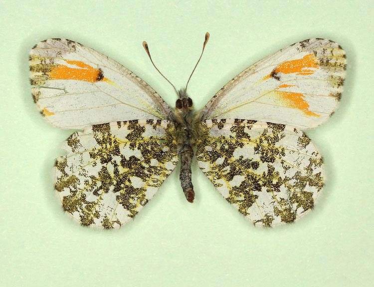 Anthocharis cardamines (gynandromorph,verso 2) (Internet Image property of respective owner, non-commercial use only)